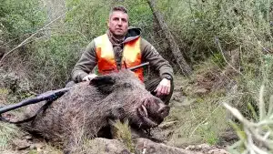 Cazan uno de los jabalíes más grandes de la Comunidad Valenciana en una batida en Castellón