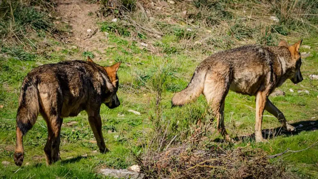 lobos