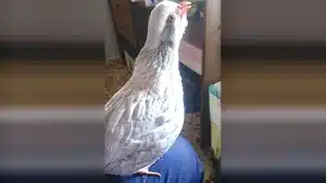 Así es el canto de un macho de perdiz roja totalmente blanco
