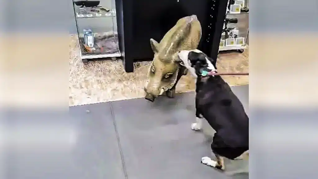 Perro Decathlon Jabalí