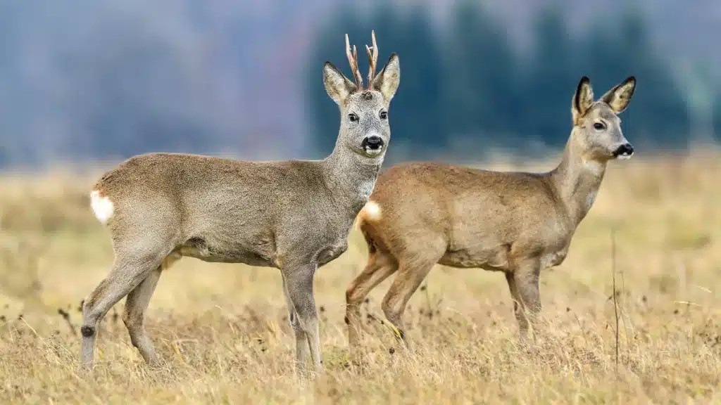 Pareja de corzos.