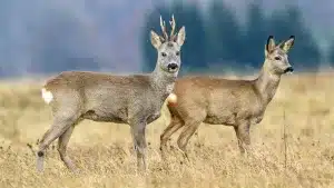Pareja de corzos.