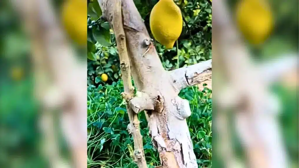 Un agricultor muestra el 'baipás' que ha hecho a un limonero para salvar su vida.