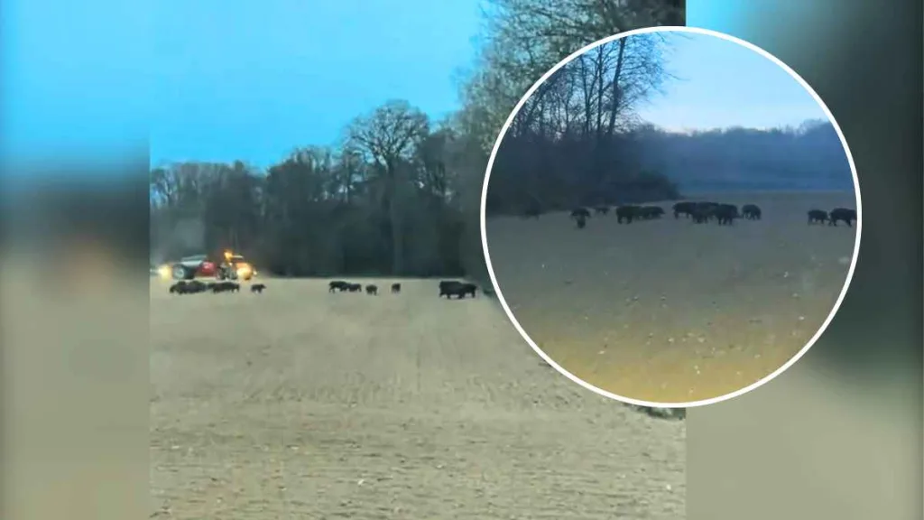 Un agricultor llega a su campo y se encuentra a todo un ejército de jabalíes en él.