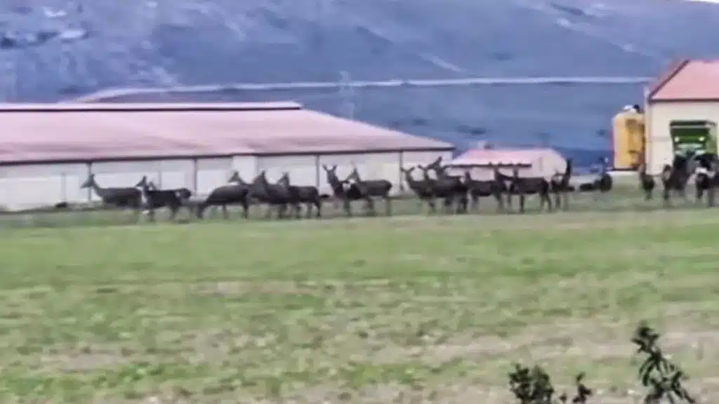 agricultor descontrol ciervos Sierra de la Culebra