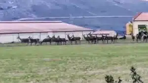 agricultor descontrol ciervos Sierra de la Culebra