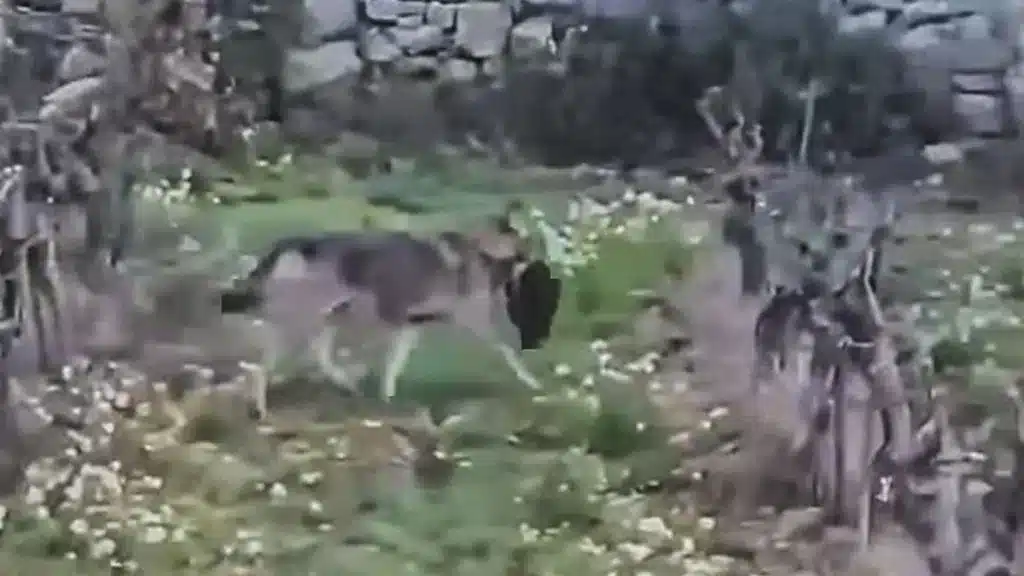 agricultor graba lobo gato