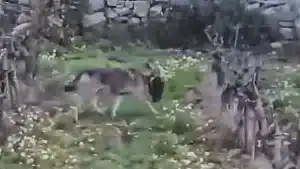 agricultor graba lobo gato