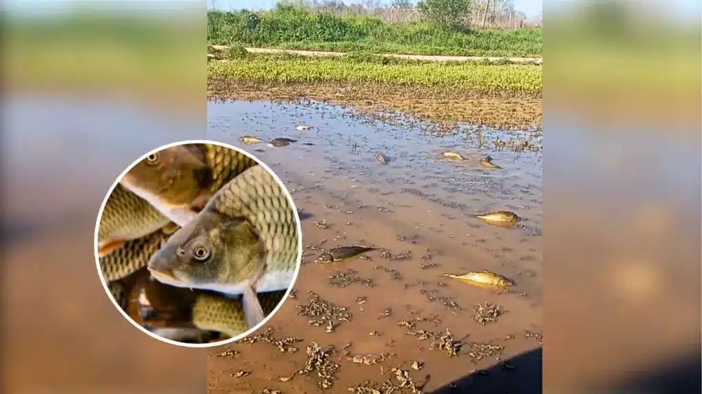 Carpa en mitad de un sembrado: la sorprendente imagen tras el desbordamiento del río Tajo en Talavera.