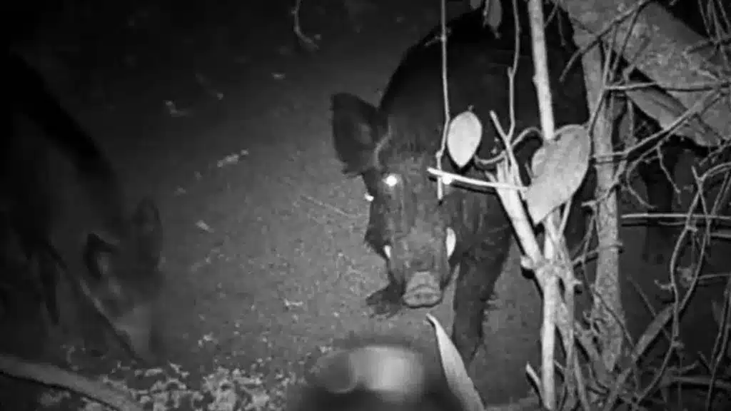 Un cazador graba en una espera un jabalí con un larguísimo colmillo.