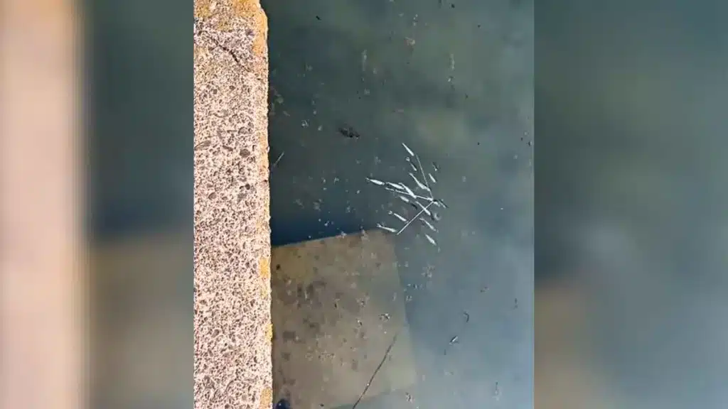 El inverosímil señuelo que recrea un pequeño banco de peces.