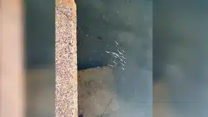 El inverosímil señuelo que recrea un pequeño banco de peces.