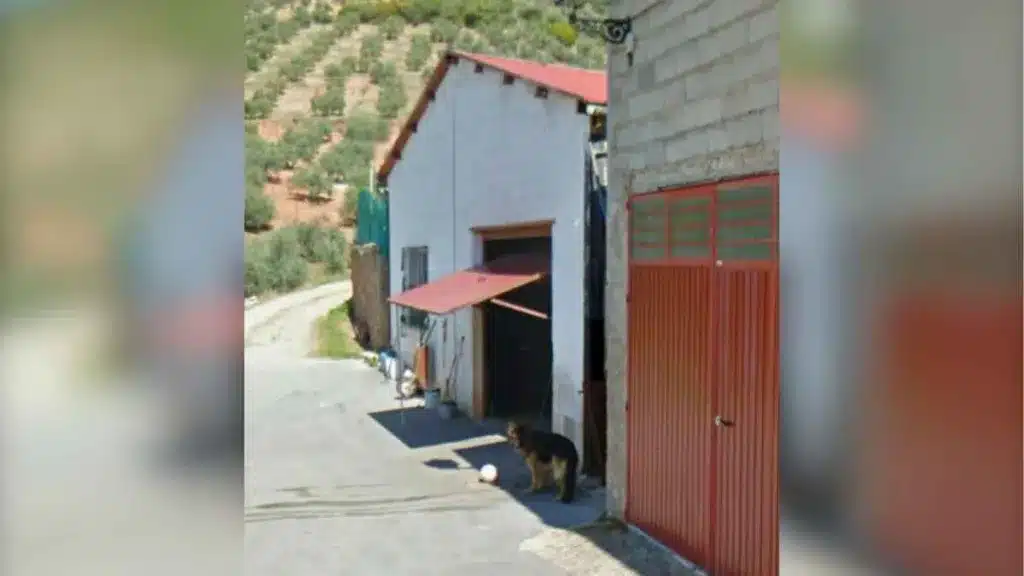 Encuentra a su perro de la infancia fallecido en 2011 gracias a una emotiva imagen de Google Maps.