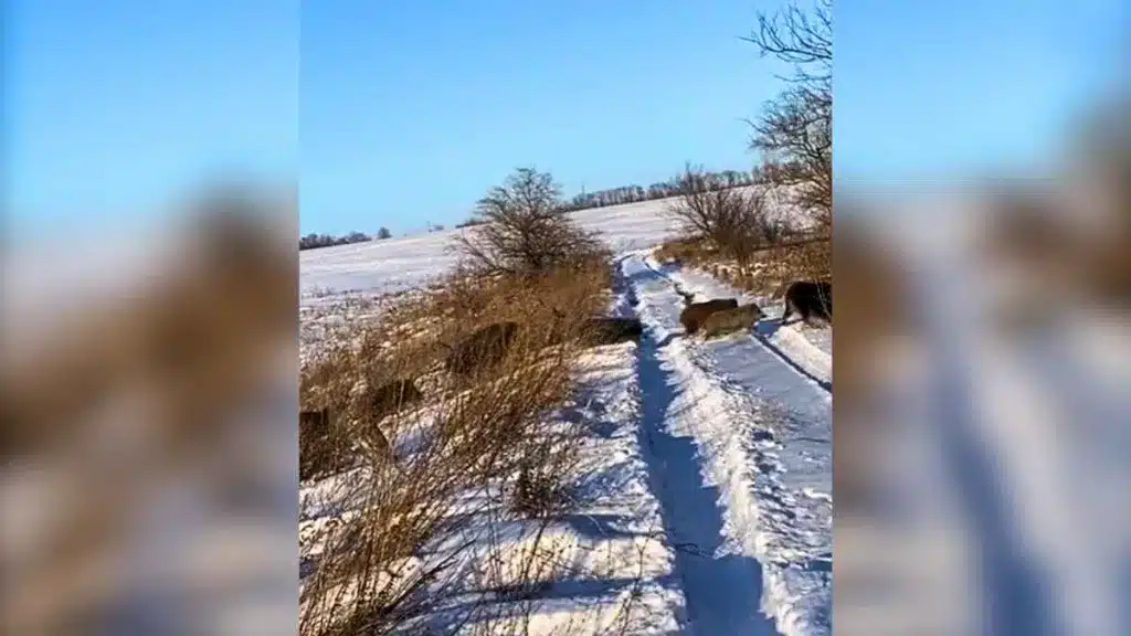 Graban una interminable fila de cientos de jabalíes en mitad de la nieve.
