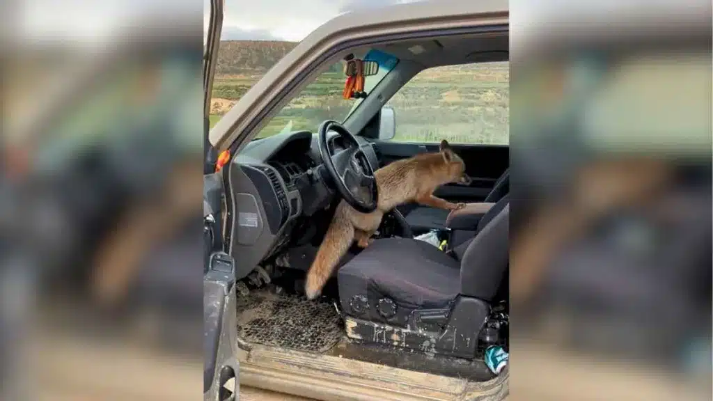 Un zorro se monta en un coche y le da esta sorpresa a su conductor.