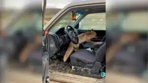 Un zorro se monta en un coche y le da esta sorpresa a su conductor.