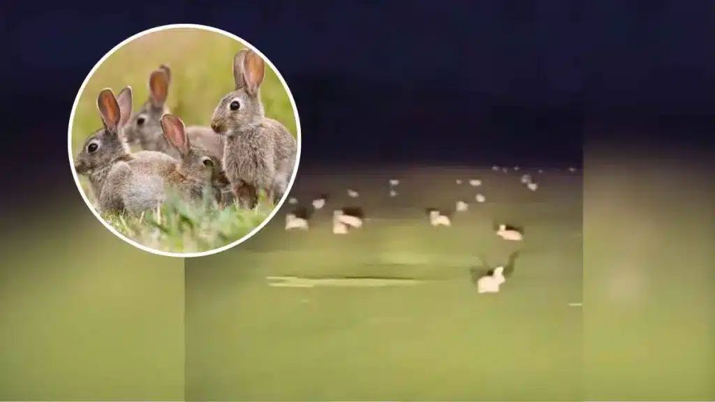 Un agricultor de Castilla-La Mancha llega a su campo y se encuentra con esta auténtica plaga de conejos.