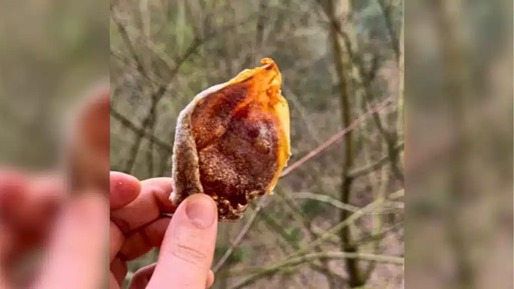Un experto culinario muestra cómo aprovechar la oreja de jabalí.