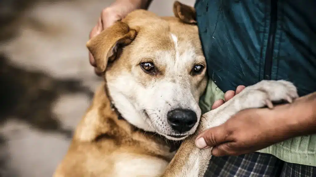 Galicia dará 150 euros adoptar mascotas