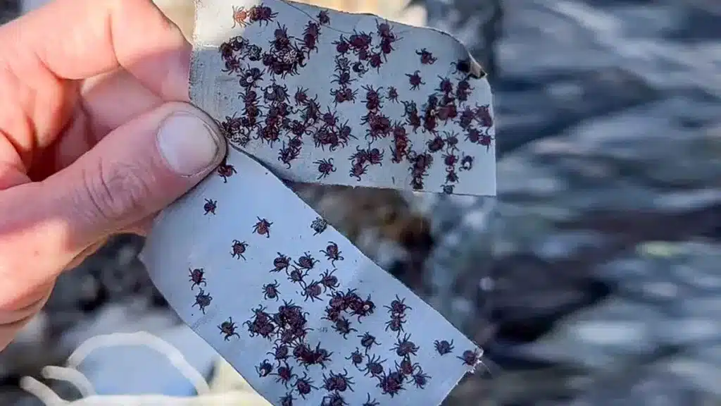 Garrapatas capturadas por el cazador.
