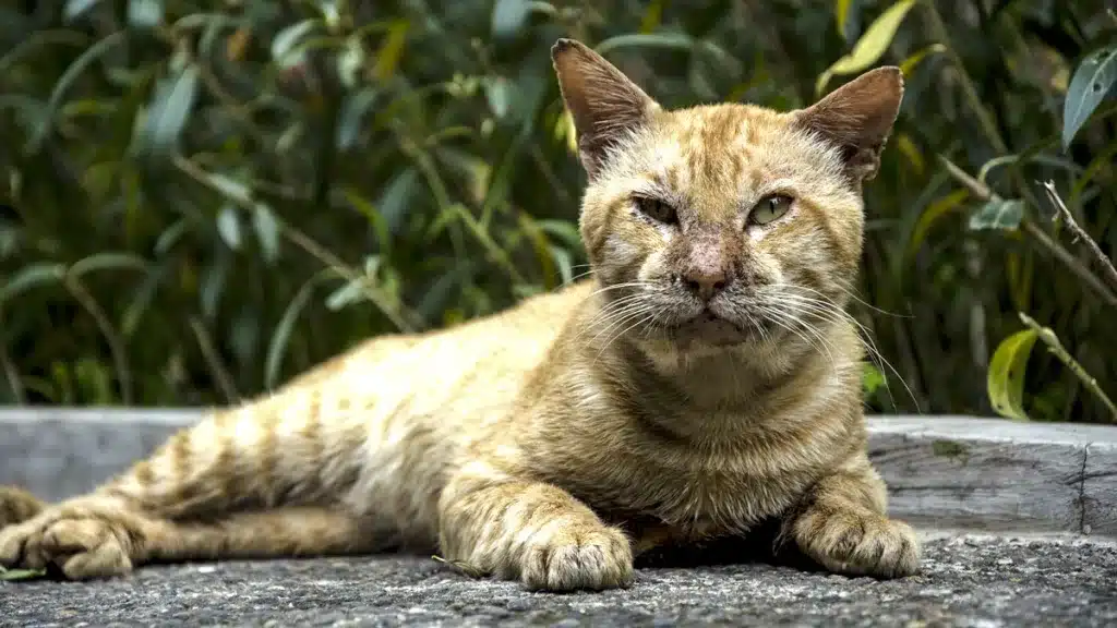 gato callejero
