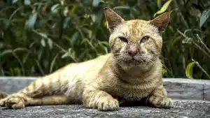 gato callejero