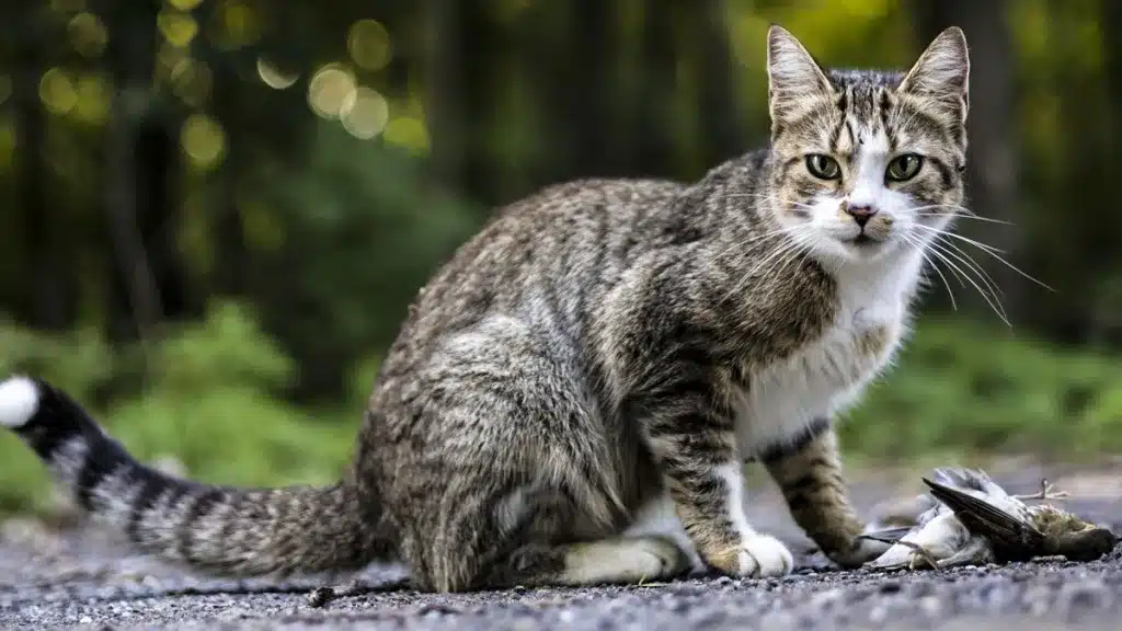 gatos callejeros millones de euros