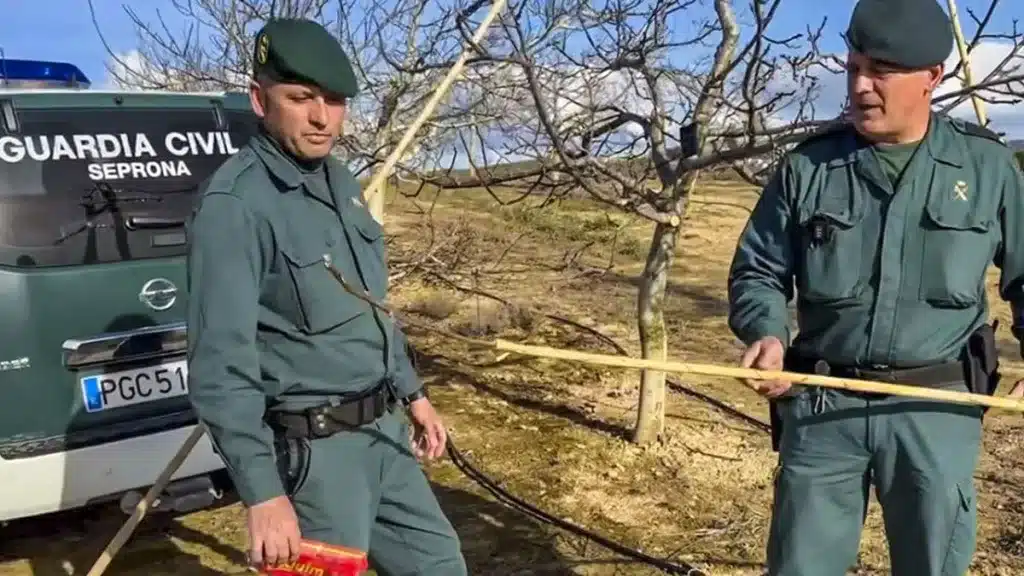 Guardia Civil furtivo fringílidos