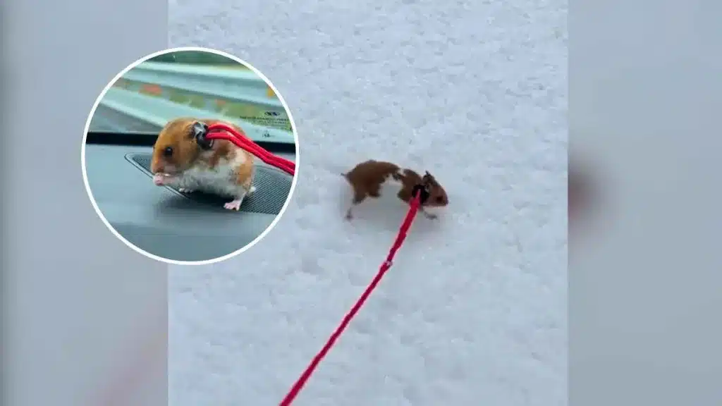 Un joven se lleva a su hámster de paseo a la montaña.
