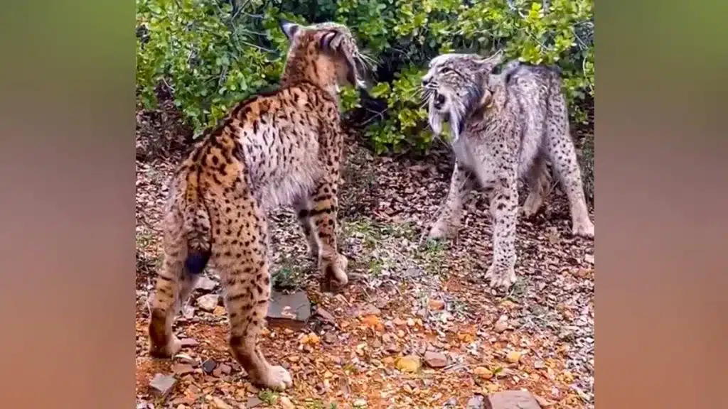 La pareja de linces durante el enfrentamiento.