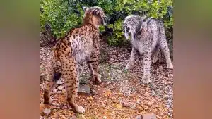 La pareja de linces durante el enfrentamiento.