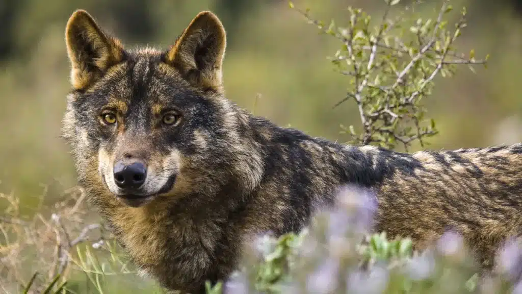 Lobo ibérico.