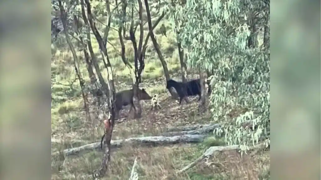 Graban a un jabalí atacando a un cabrito mientras la madre trata de defenderlo.