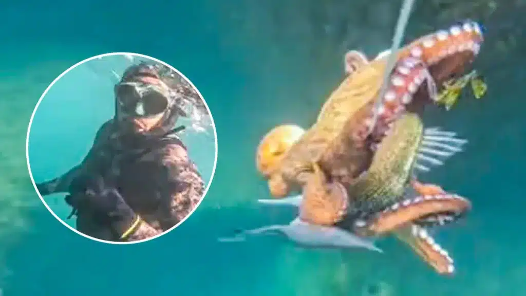 Un pulpo ataca la lubina que había capturado un pescador.