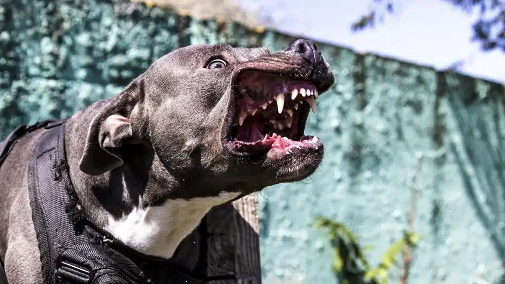 pitbull ataca niña