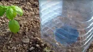 Así es el ingenioso sistema que permite el riego por goteo con solo dos botellas de plástico y la luz del sol.