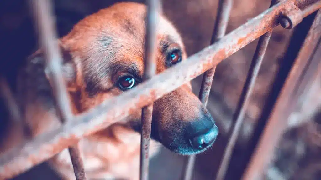 00-PERRO-PROTECTORA