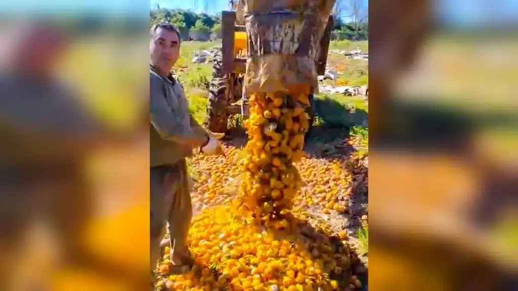 Agricultor-naranjas