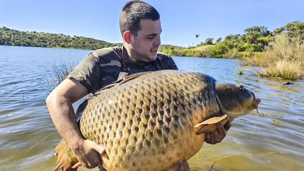 Carpa Orellana