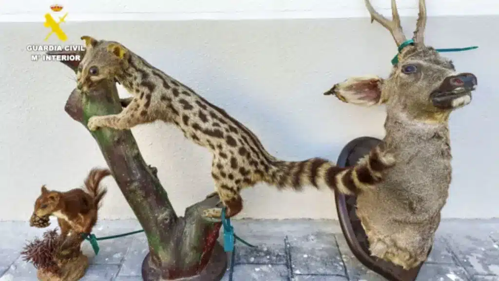 investigado venta animales disecados por Internet