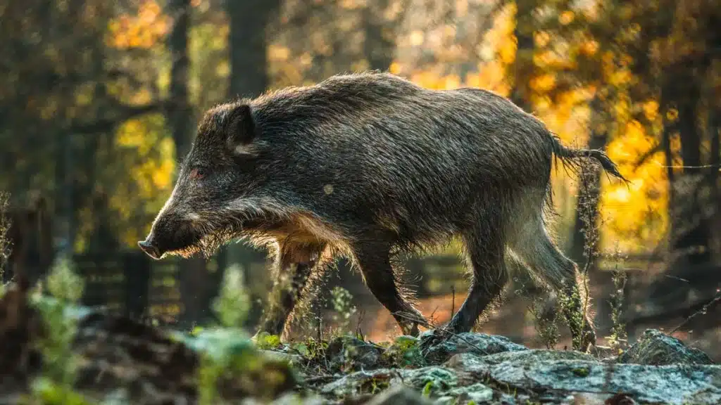 jabali