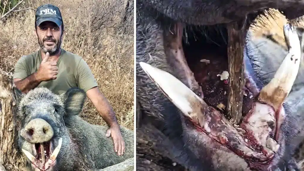 jabalí 120 kilos