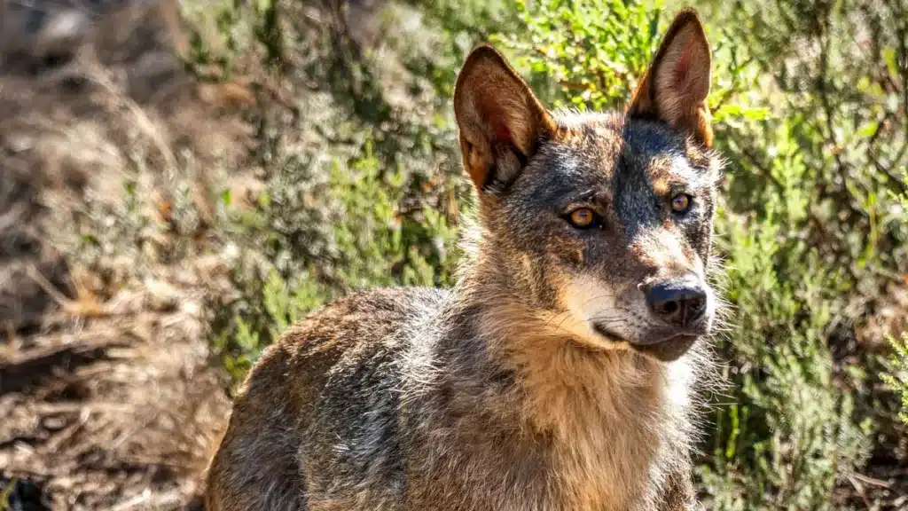 Lobo ibérico.