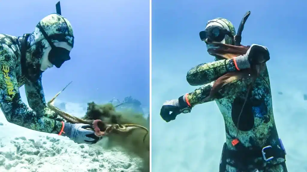 pulpo ataca pescador