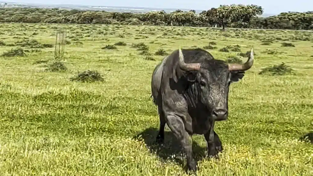 toro bravo Victorino Martín se arranca a por cámaras