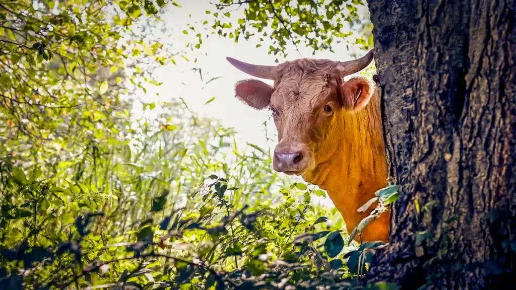 vacas-sueltas-navarra