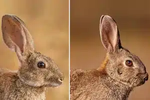 Las dos especies de conejo presentes en España.