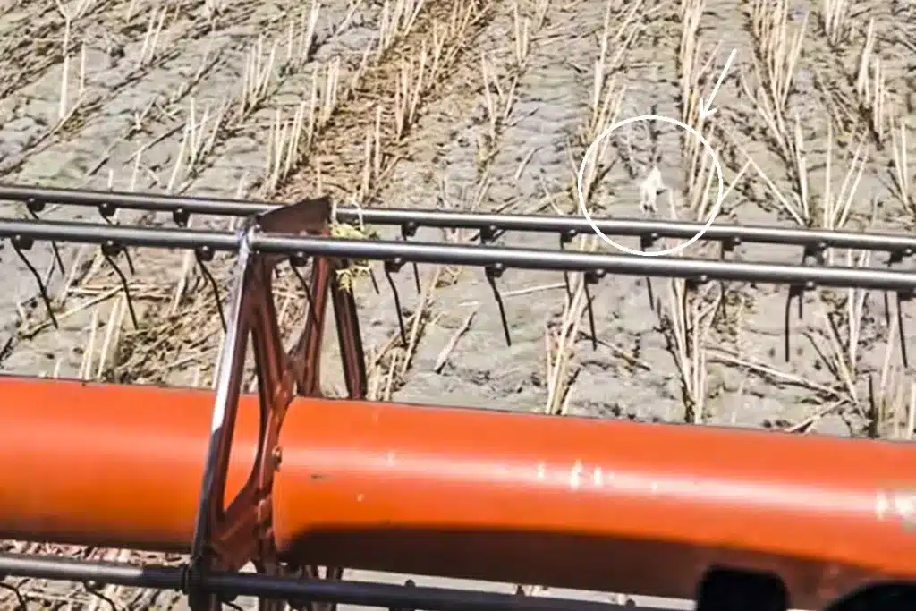 agricultor extraño animal