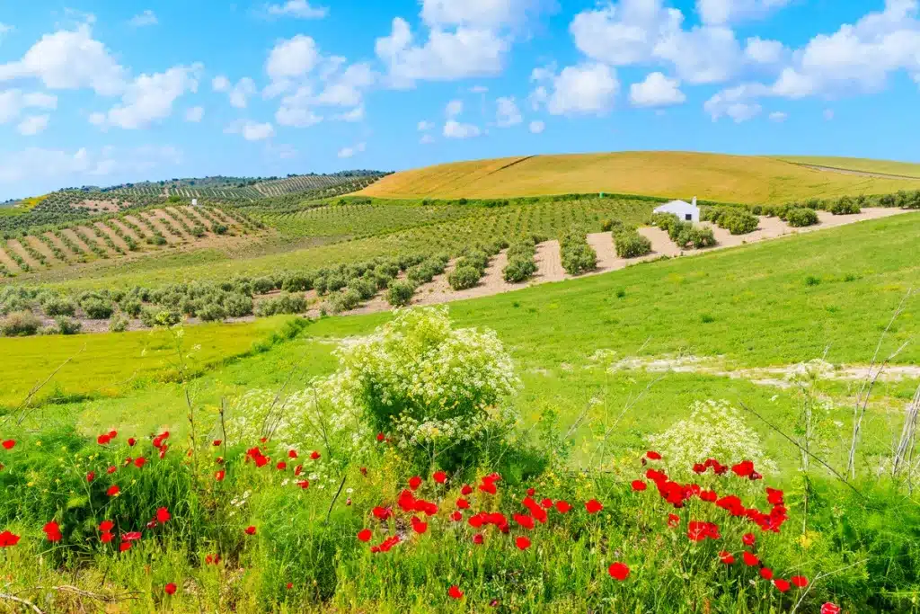 Campo Andalucía nomevés
