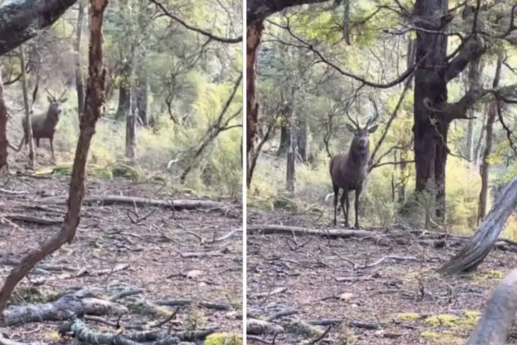 Cazador sorpresa ciervo